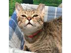 Adopt April Showers a Domestic Short Hair