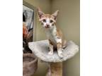Adopt Lucy a American Shorthair