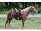 TWH- Show Trail Family Mare