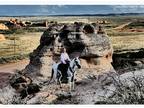 Azteca Gelding- Trail & Ranch