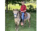 Kids Pony- Trail & Ranch Gelding