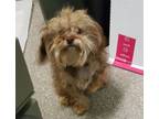 Adopt PIPPY LONG STOCKING a Border Terrier, Mixed Breed