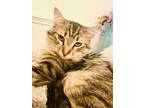 Adopt Theo a Maine Coon, Tabby