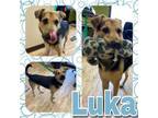 Adopt LUKA a German Shepherd Dog, Mixed Breed