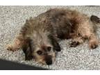 Adopt Snoopy - Local Sept 16 & 17 a Poodle, Dachshund