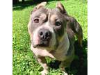 Adopt Zoe a Pit Bull Terrier