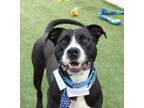 Adopt Augustus a Pit Bull Terrier, Mixed Breed
