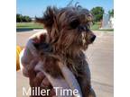 Adopt Miller Time Kingdom a Yorkshire Terrier