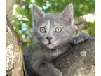 Adopt Anna is A-MAZING! So pretty! a Russian Blue, Dilute Tortoiseshell