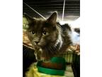Adopt Griffin a Domestic Long Hair