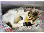 Adopt Becky - $10 Adoption Fee and FREE Gift Bag a American Shorthair
