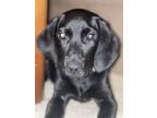 Adopt Layla a Labrador Retriever, Coonhound