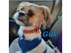 Adopt Gus a Shih Tzu, Mixed Breed