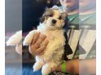 ShihPoo PUPPY FOR SALE ADN-446460 - Female Shihpoo