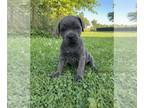 Cane Corso PUPPY FOR SALE ADN-446611 - ICCF Cane Corso For Sale Louisville OH