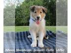 Collie PUPPY FOR SALE ADN-446746 - Friendly Collie puppy