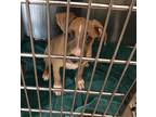 Adopt A052295 a Pit Bull Terrier