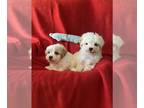 Maltipoo PUPPY FOR SALE ADN-446025 - Maltipoos are ready for new home