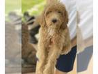 Goldendoodle PUPPY FOR SALE ADN-446879 - Goldendoodle