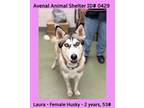 Adopt Laura A Siberian Husky