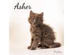 Adopt Asher a Domestic Medium Hair