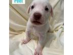 Adopt Peet a Yellow Labrador Retriever, Labrador Retriever