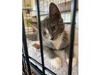 Adopt Sterling a Domestic Short Hair, Tabby