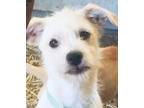 Adopt Gia a Terrier, Mixed Breed