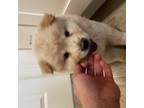 Chow Chow Puppy for sale in Escondido, CA, USA