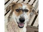 Adopt JULIET (Saghar) (local, bn) Tripaw a White Labrador Retriever / Shepherd