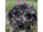 Adopt Hollywood Charm F2 mini Goldendoodle a Gray/Blue/Silver/Salt & Pepper