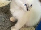 Bluepoint Tortie TICA Registered Kitten