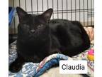 Adopt Claudia a Domestic Short Hair