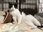 Adopt Frisky -- in foster too long: needs permanent home a Domestic Short Hair