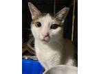 Adopt Pumpkin -- in foster too long: needs permanent home a Domestic Short Hair