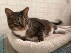 Adopt Tiger -- in foster too long: needs permanent home a Domestic Short Hair