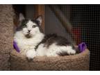 Adopt George a Maine Coon