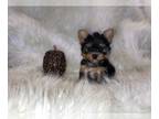 Yorkshire Terrier PUPPY FOR SALE ADN-447219 - Extreme Micro Teacup AKC