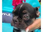 French Bulldog PUPPY FOR SALE ADN-447106 - HERSHEY EUROPEAM FRENCHIE