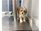 ShihPoo PUPPY FOR SALE ADN-447088 - Male Shih Poo