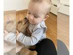 Golden Retriever PUPPY FOR SALE ADN-447216 - Loving fun Golden Retriever Puppy