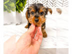 Yorkshire Terrier PUPPY FOR SALE ADN-447143 - Luigi