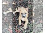 Jack Chi PUPPY FOR SALE ADN-447528 - JackChi Puppy Available