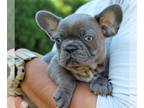 French Bulldog PUPPY FOR SALE ADN-447473 - Adorable French bulldog puppy Britney