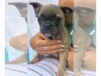 French Bulldog PUPPY FOR SALE ADN-447110 - Adorable European Family Member