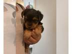 Yorkshire Terrier PUPPY FOR SALE ADN-447157 - Yorkshire terrier