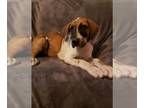 Great Dane PUPPY FOR SALE ADN-446916 - Great Dane pups