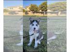 Siberian Husky PUPPY FOR SALE ADN-446944 - Sky