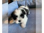 Mal-Shi PUPPY FOR SALE ADN-447014 - Adorable Malshi Puppy