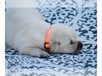 Labrador Retriever PUPPY FOR SALE ADN-447392 - Labrador Retriever Puppies
